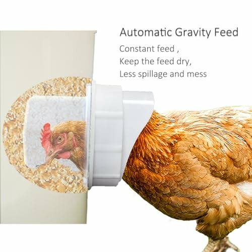 Chicken using automatic gravity feeder