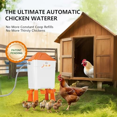 Automatic chicken waterer with hens and chicks near a coop