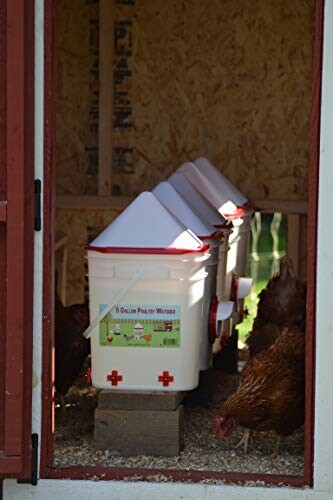 Chickens drinking from a 5-gallon poultry waterer in a coop.