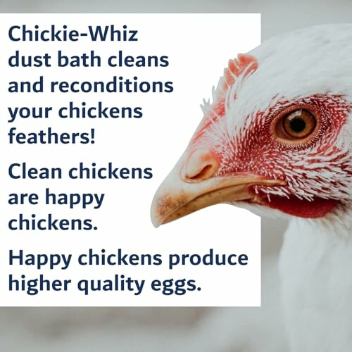 Close-up of a chicken with text promoting dust baths for cleaner, happier chickens.