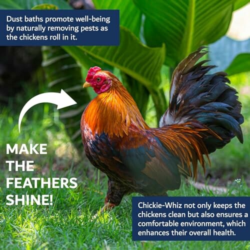 Colorful rooster in garden with wellness benefits text overlay.