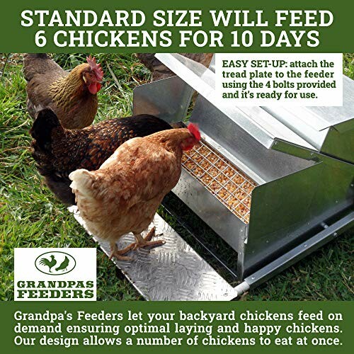 Chickens using Grandpa's Feeders with instructions for setup.