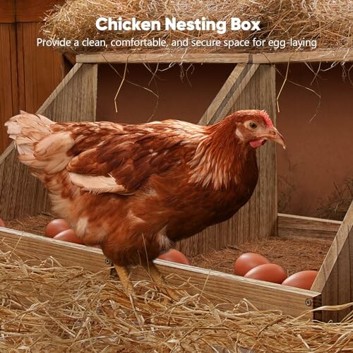 Chicken in a nesting box with eggs on straw