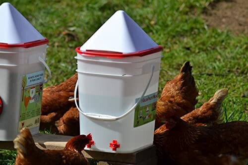 Chickens gathered around a plastic waterer on grass.