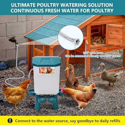 Poultry watering system with chickens near a coop.