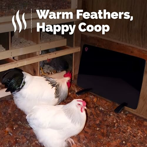 Chickens in a coop with a heater