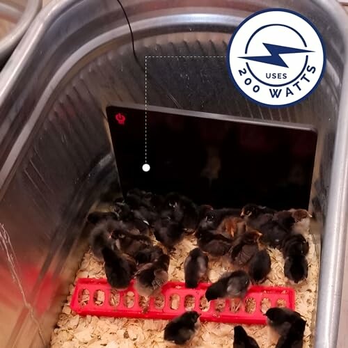 Chicks gathered under a heat lamp in a metal container.