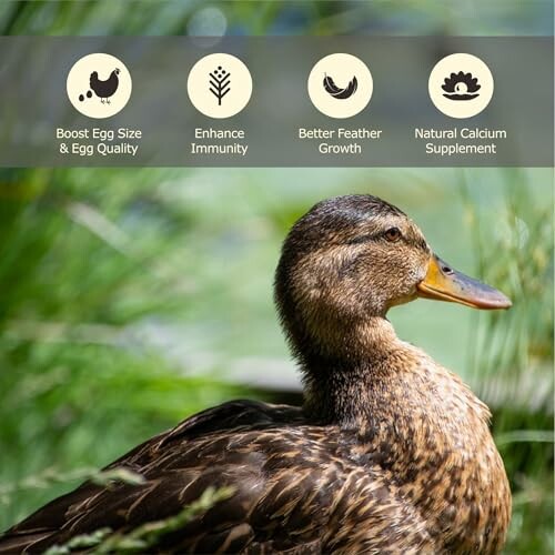 Duck with icons for egg size, immunity, feather growth, calcium.