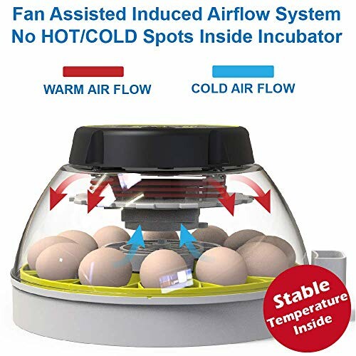 Egg incubator with fan-assisted airflow system for stable temperature.