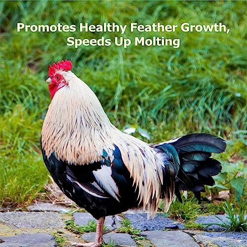 Rooster promoting healthy feather growth and molting.